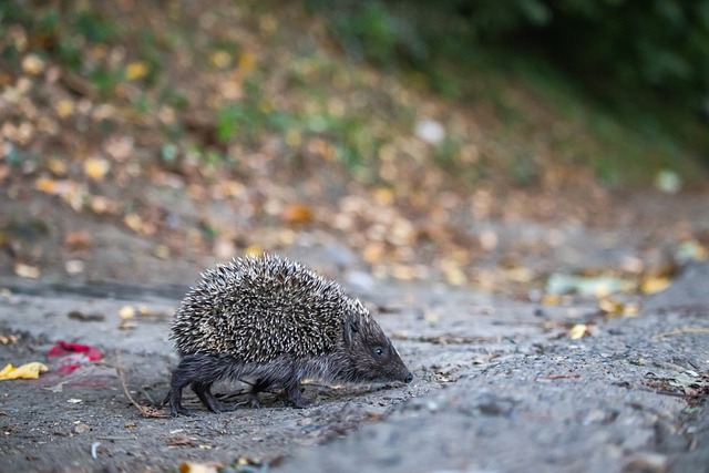 但他们的 但他们的