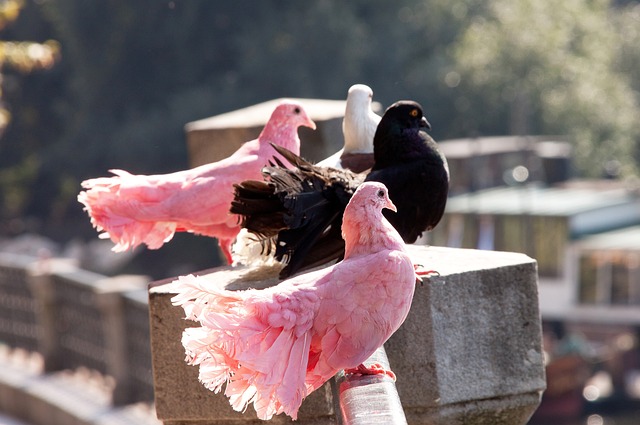 成为新米兰 成为新米兰